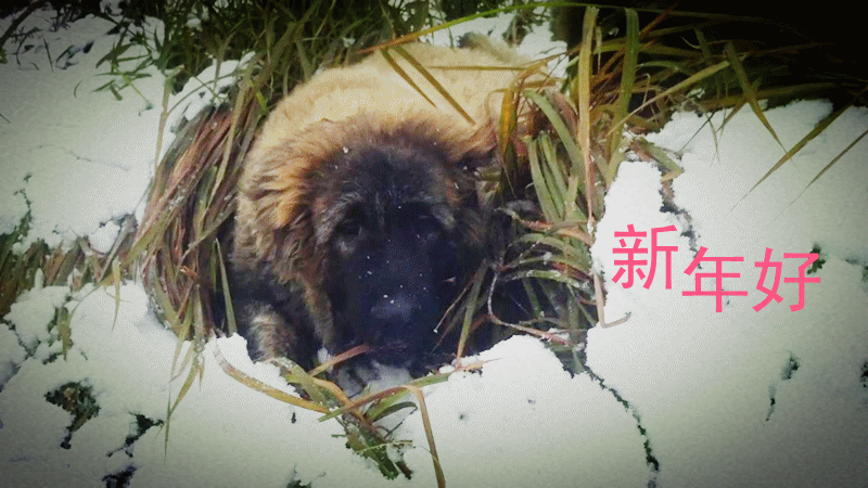 201212311923593_.gif