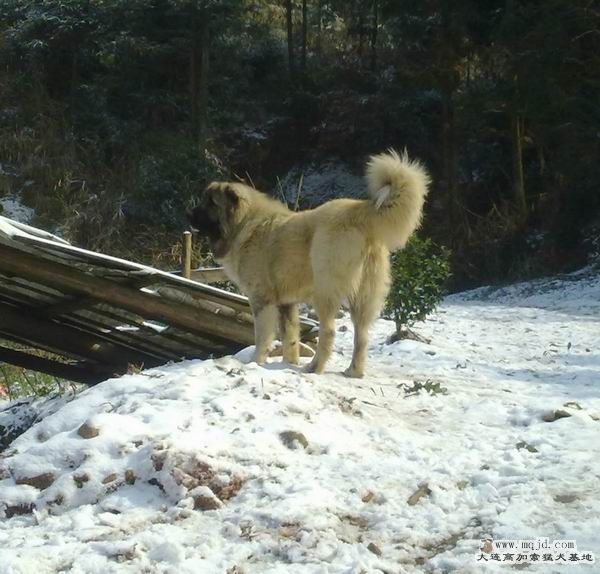 С 20120125475.jpg