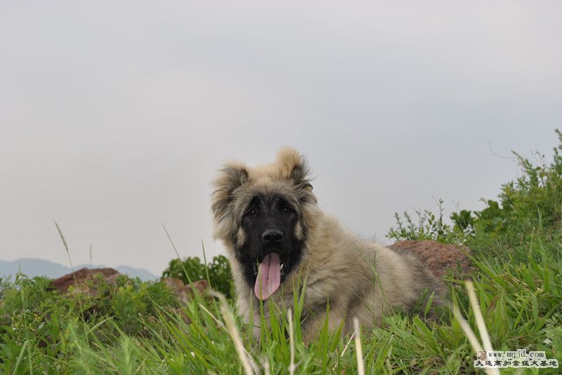 dsc_0099_.jpg