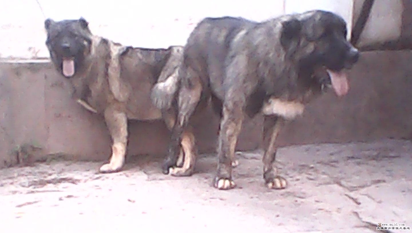 IMG0100A.jpg