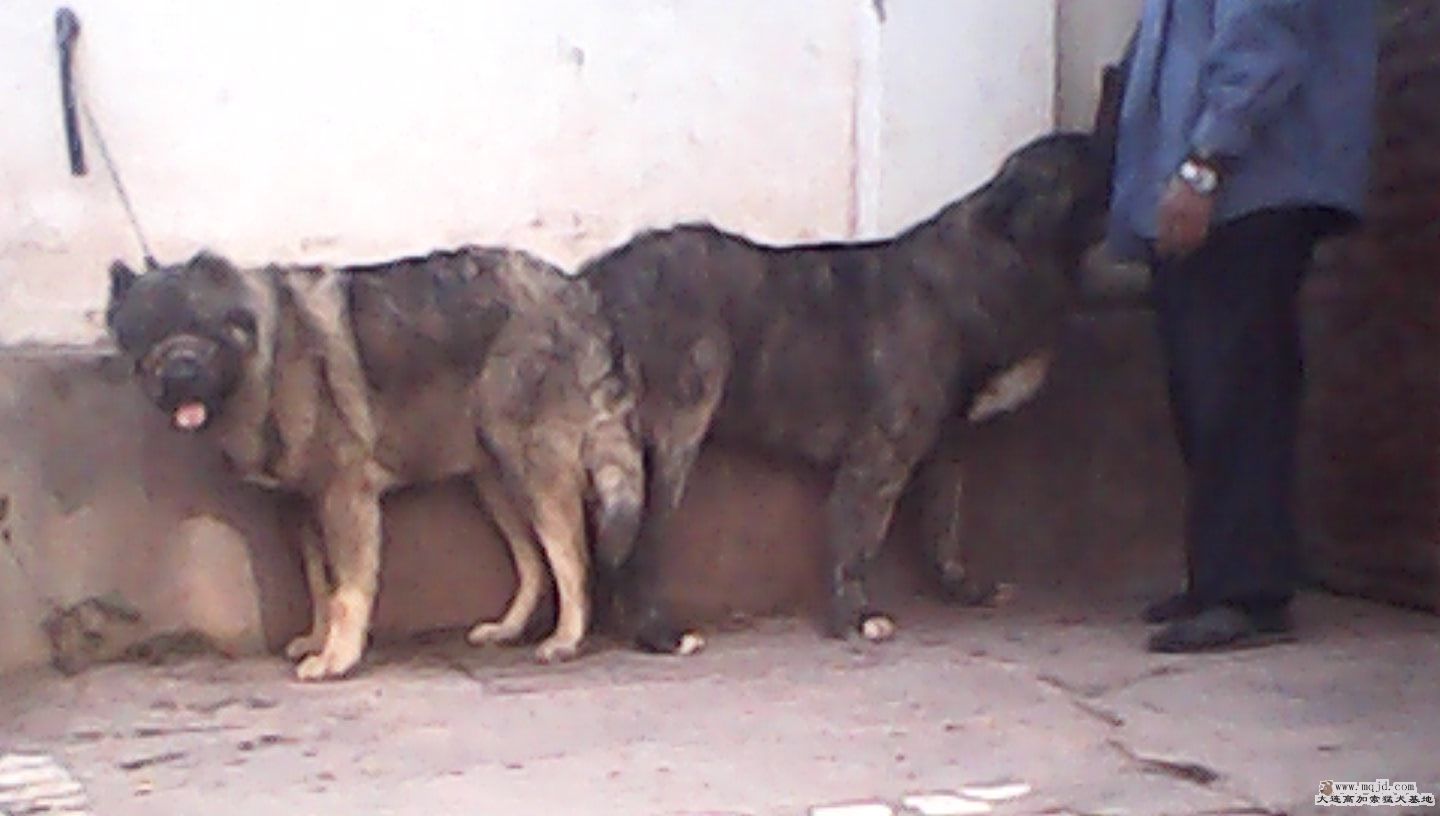 IMG0093A.jpg