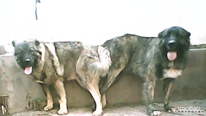 IMG0094A_.jpg