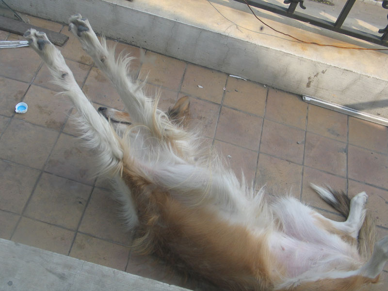 2005107225714.jpg