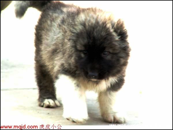 20061003203106.jpg