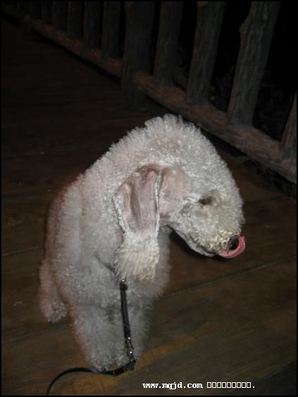 2006109210612.jpg