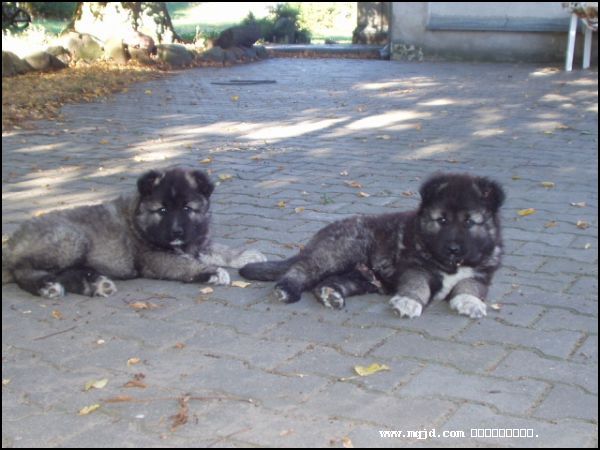 20061117170505.jpg