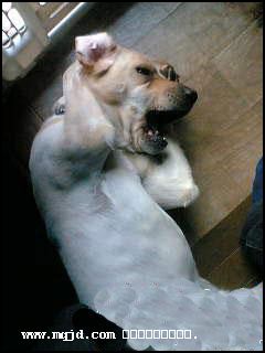 2006113105829.jpg