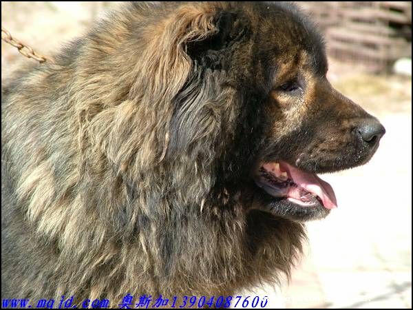 2006812114159.jpg