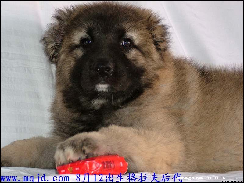 2007329224450.jpg